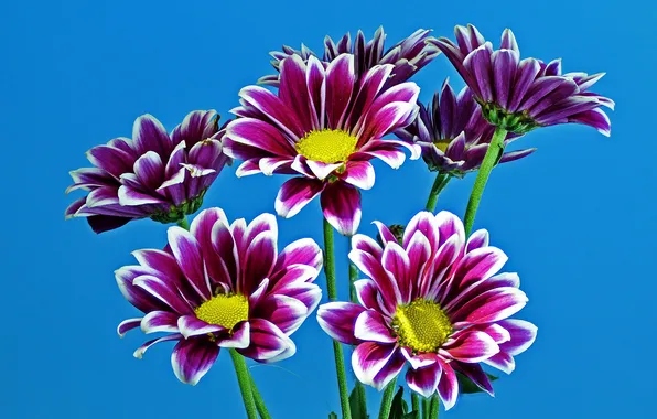 Фиолетовые, хризантемы, голубой фон