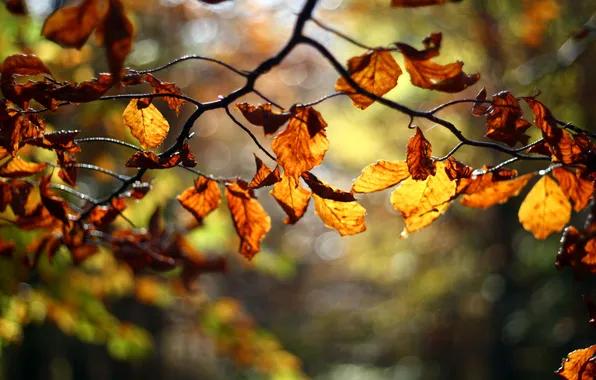Картинка осень, листья, дерево, ветка, размытость, красные, оранжевые