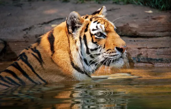 Картинка морда, тигр, хищник, купание, дикая кошка, водоем