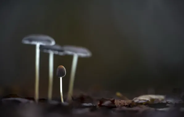 Картинка грибы, фон, природа