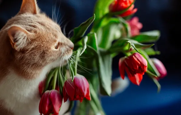 Кошка, кот, цветы, тюльпаны