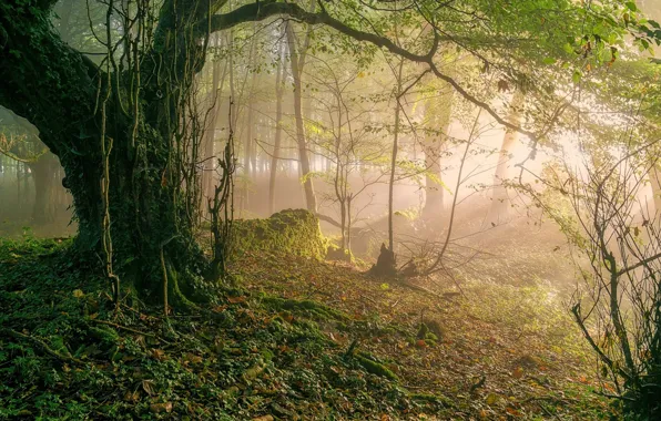 Картинка лес, деревья, пейзаж, природа, туман