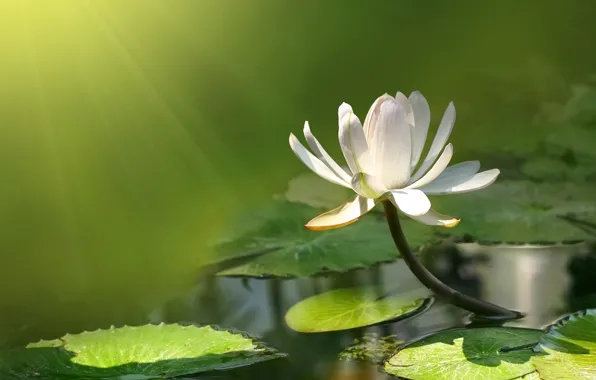 Картинка цветок, вода, пруд, лотос, кувшинка, flower, water, lotus