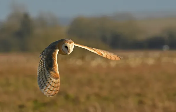 Raptor, predator, owl, portrait, staring, prey, plumage, perched