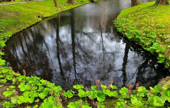 Water, park, lake, pond