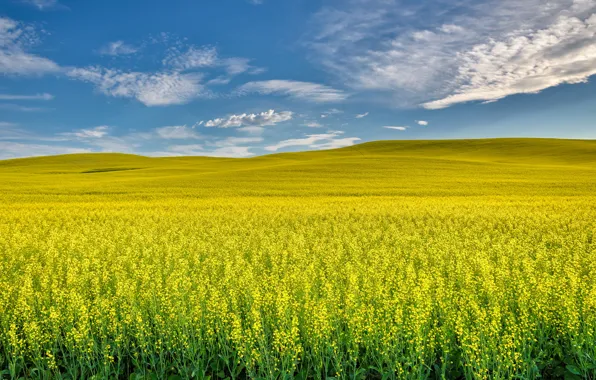 Небо, облака, цветы, синева, холмы, голубое, желтые, луг