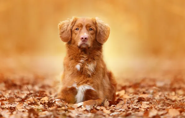 Осень, взгляд, листья, портрет, собака