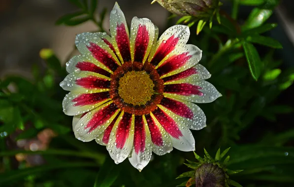 Картинка Макро, Капли, Цветок, flower, Macro, Drops