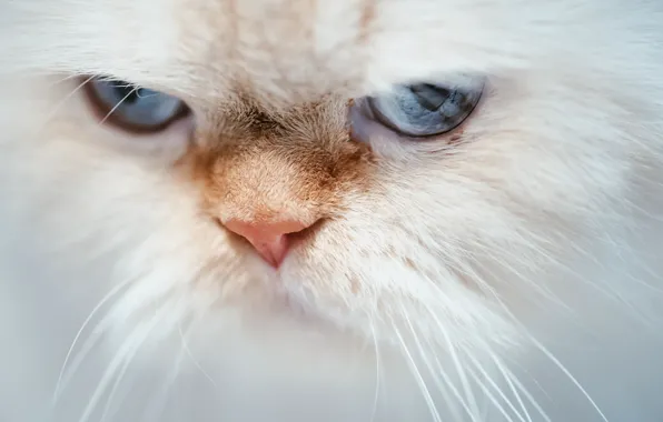 Картинка кошка, кот, взгляд, мордочка, голубые глаза, Гималайская кошка