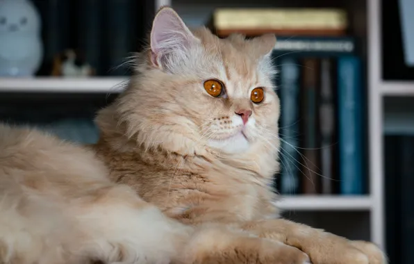 Кошка, кот, взгляд, поза, книги, портрет, рыжий, лежит