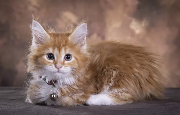 Кошка, котенок, рыжий, лежит, ошейник, мордашка, мейн-кун, фотостудия