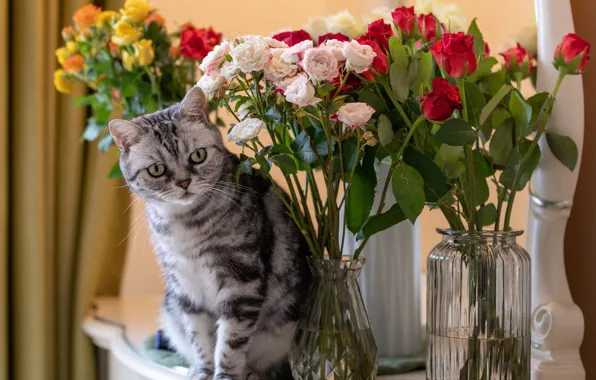 Кошка, кот, цветы, поза, розы, букет, зеркало, банка