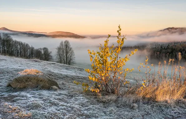 Зима, иней, лес, небо, трава, свет, снег, деревья
