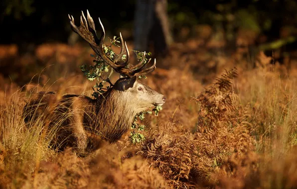 Осень, природа, олень