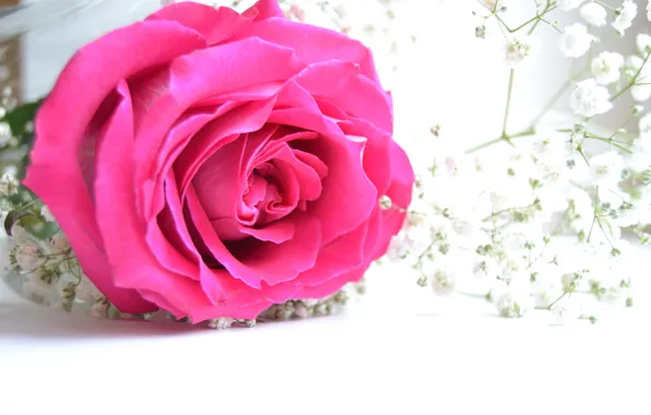 Нежность, цветы, роза, розовый
