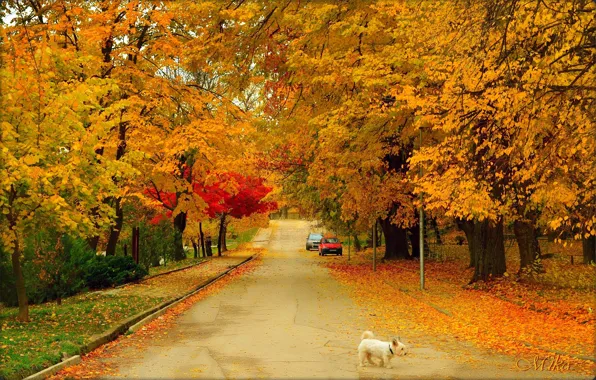 Картинка Дорога, Осень, Собачка, Dog, Fall, Autumn, Colors, Road