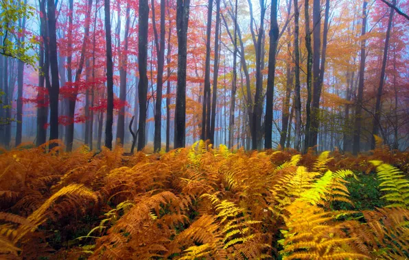 Картинка осень, лес, листья, деревья, туман