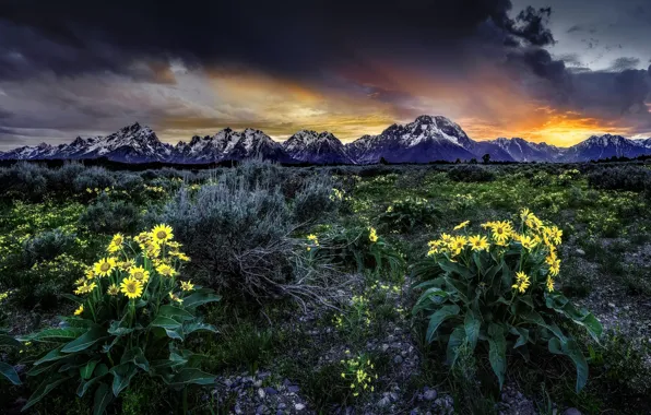 Картинка цветы, восход, рассвет, луг, Вайоминг, Wyoming, Гранд-Титон, Grand Teton National Park