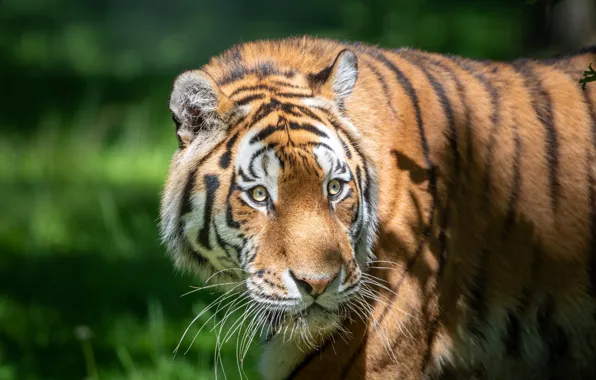 Картинка зелень, взгляд, морда, свет, тигр, фон, портрет