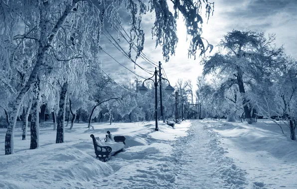 Картинка зима, снег, деревья, природа, nature, winter, snow, tree