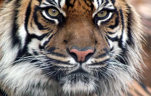 Картинка Тигр, тиграша, бенгальский тигр