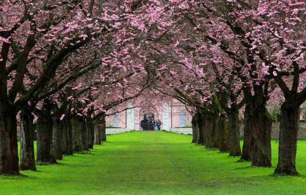 Картинка Германия, сад, Баден-Вюртемберг, вишневая аллея, Шветцинген