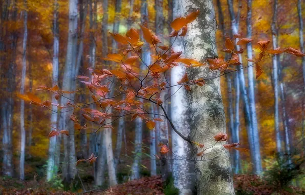 Осень, лес, природа