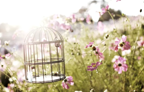 Картинка цветы, природа, nature, flowers, birdcage, птичья клетка