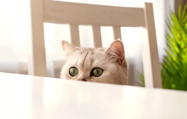 Кошка, кот, взгляд, поза, мордашка