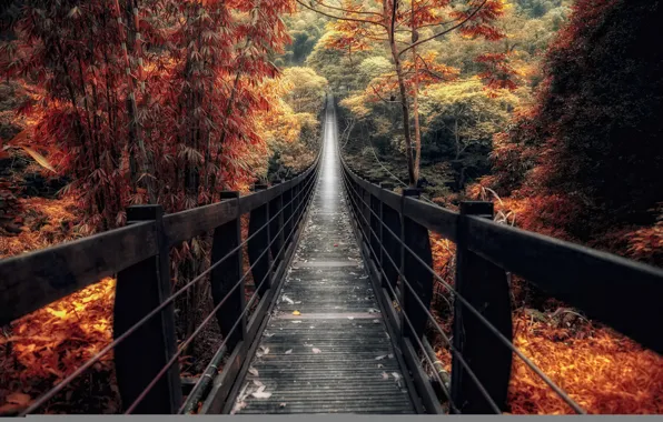 Осень, лес, мост, Китай