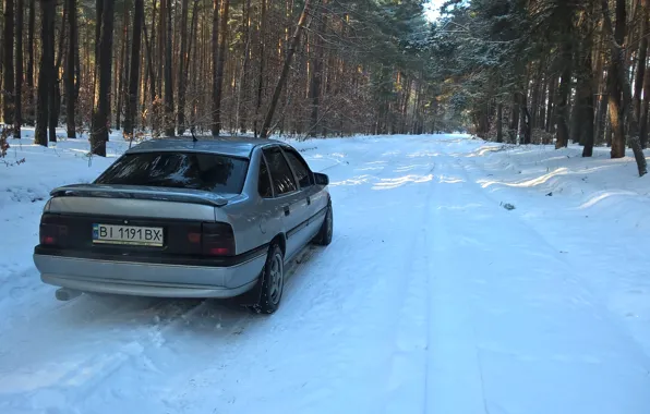 Зима, лес, деревья, Opel, vectraa, Vectra
