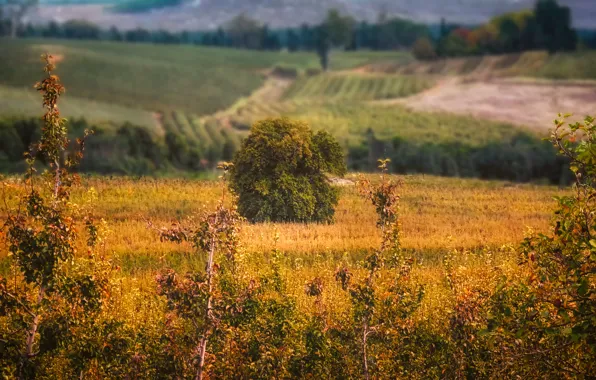 Поле, деревья, кустарник
