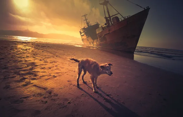 Море, закат, корабль, собака