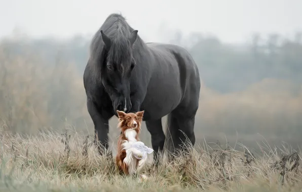 Картинка трава, лошадь, собака, друзья, Светлана Писарева