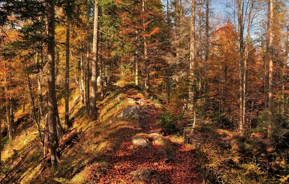 Картинка осень, лес, небо, листья, деревья, гряда