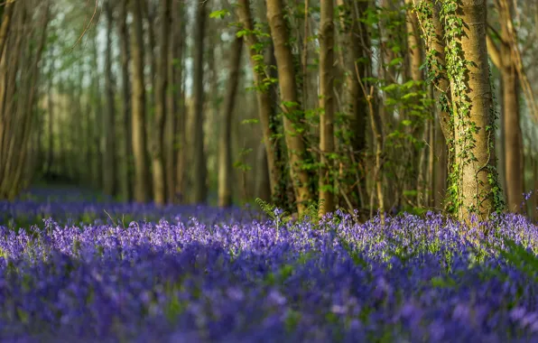 Картинка лес, деревья, цветы, Англия, колокольчики, England, Dorset, Дорсет