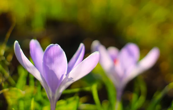 Flower, spring, crocus