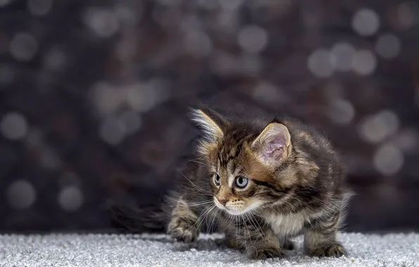 Кошка, взгляд, поза, котенок, серый, малыш, мордашка, боке
