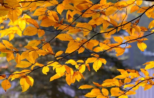 Autumn, leafs, fall, twig