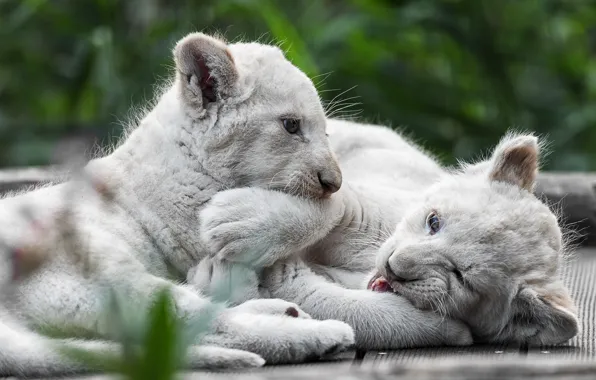 Игра, пара, котята, белые, дикие кошки, львята, парочка, львенок