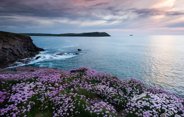 Картинка море, цветы, побережье, Англия, England, Корнуолл, Cornwall, Кельтское море