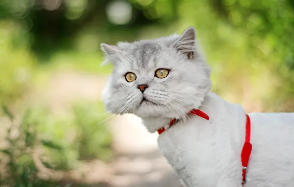 Кошка, белый, кот, взгляд, морда, фон, боке, персидский