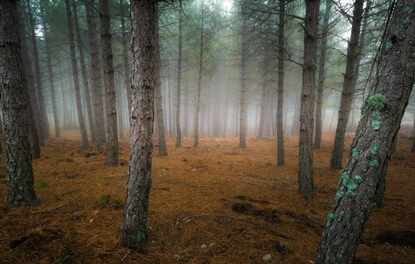 Осень, лес, природа