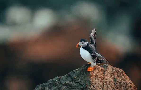 Природа, птица, Puffin