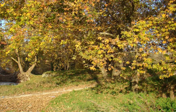Trees, Greece, Pieria