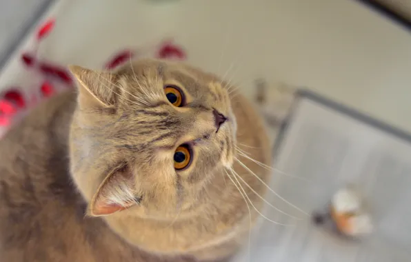 Кошка, глаза, кот, взгляд, уют, тепло, eyes, cat