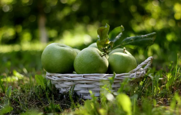 Яблоки, урожай, плоды, фрукты, корзинка, зелёные