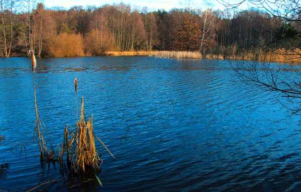 Water, park, lake, pond