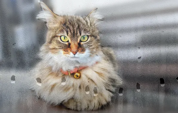 Картинка кошка, взгляд, стекло, капли, окно