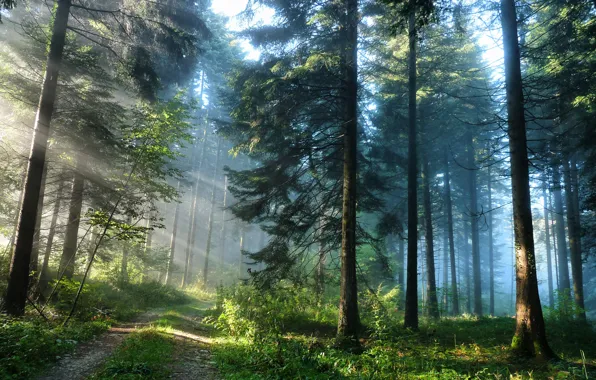 Дорога, лес, свет, природа